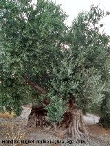 Olivos Centenarios del Puente de la Sierra