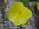 Onagra - Oenothera biennis. Segura