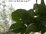 Catalpa - Catalpa bignonioides. Castillo de Locubn