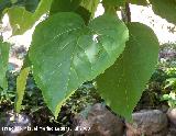 Catalpa - Catalpa bignonioides. Cazorla