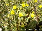 Pegamoscas - Ononis ramosissima. Santa Ana - Torredelcampo