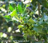 Acebo - Ilex aquifolium. Cazorla