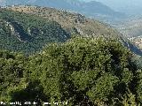 Calar de Arriba. Desde La Yedra