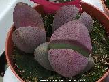 Pleiospilos nelii