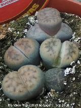 Piedras Vivas - Lithops sp.. Invernadero en Jan