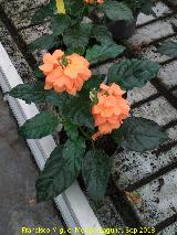 Crossandra