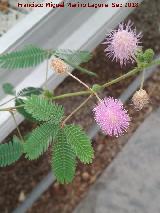 Mimosa pudica