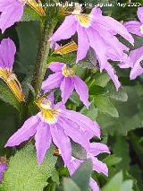 Flor de Abanico