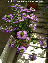 Flor de Abanico - Scaevola aemula. Invernadero en Jan