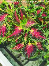 Coleo - Solenostemon sp. Ja�n