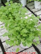 Cilantro