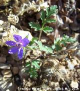 Agujas de pastor - Erodium ciconium. Los Caones. Jan