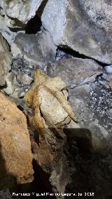 Cueva neoltica de los Corzos. Crneo de cabra