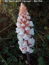 Esprrago de loba - Orobanche crenata. Los Villares