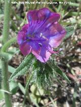 Viborera buglosa - Echium plantagineum. Cerro de los Lirios - Jan