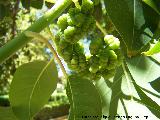 Omb - Phytolacca dioica. Parque de la Fuensanta - Alcaudete