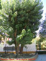 Omb - Phytolacca dioica. Parque de la Fuensanta - Alcaudete