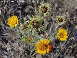 Ojo de buey - Pallenis spinosa. Cerrajn - Los Villares