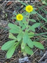 Ojo de buey - Pallenis spinosa. Cerro Carluca - Bdmar