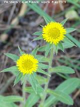 Ojo de buey - Pallenis spinosa. Cerro Carluca - Bdmar