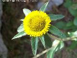 Ojo de buey - Pallenis spinosa. Cerro Carluca - Bdmar