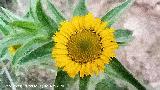 Ojo de buey - Pallenis spinosa. Puente Bajo - Los Villares