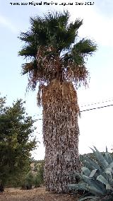 Palmera mexicana - Washingtonia robusta. El Llano - Jan