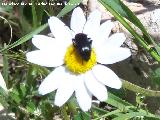 Escarabajo toto del sol - Heliotaurus ruficollis. Canjorro-Jan