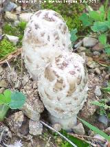 Barbuda - Coprinus comatus. Zagrilla Baja - Priego de Crdoba