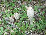 Barbuda - Coprinus comatus. Zagrilla Baja - Priego de Crdoba