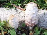 Barbuda - Coprinus comatus. 