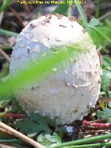 Barbuda - Coprinus comatus. 