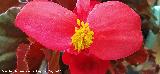 Begonia - Begonia semperflorens. Flor. Los Villares