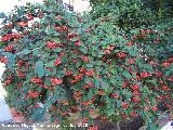 Griolera lechosa - Cotoneaster lacteus. Alhama de Granada