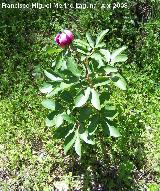 Peona broteroi - Paeonia broteroi. Jan