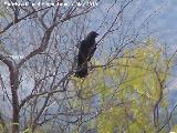 Pjaro Cuervo - Corvus corax. Espantapalomas - Jan