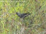Pjaro Cuervo - Corvus corax. Espantapalomas - Jan