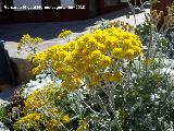 Cineraria gris - Senecio cineraria. Los Villares