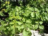 Patata - Solanum tuberosum. Navas de San Juan