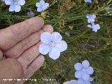 Lino azul - Linum narbonense. Santa Ana - Torredelcampo