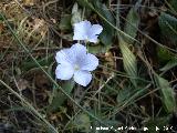 Lino azul - Linum narbonense. San Isidro - Jamilena