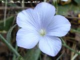 Lino azul - Linum narbonense. San Isidro - Jamilena