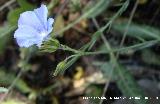 Lino azul - Linum narbonense. San Isidro - Jamilena