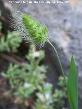 Cynosurus elegans - Cynosurus elegans. Cerro Carluca - Bdmar