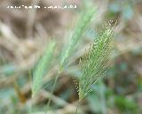 Espiguilla - Hordeum murinum. Segura