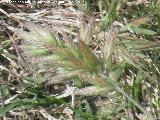 Espiguilla de burro - Bromus hordaceus. Fuente de la Pea - Jan