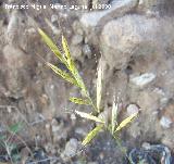 Espiguilla de burro - Bromus hordaceus. Segura