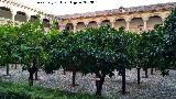 Monasterio de San Jernimo. Claustro Principal. Naranjos