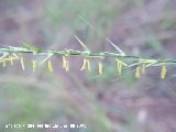 Espiguilla erecta - Bromus erectus. Segura