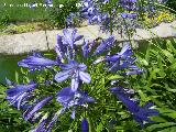 Agapanto - Agapanthus africanus. Benalmdena